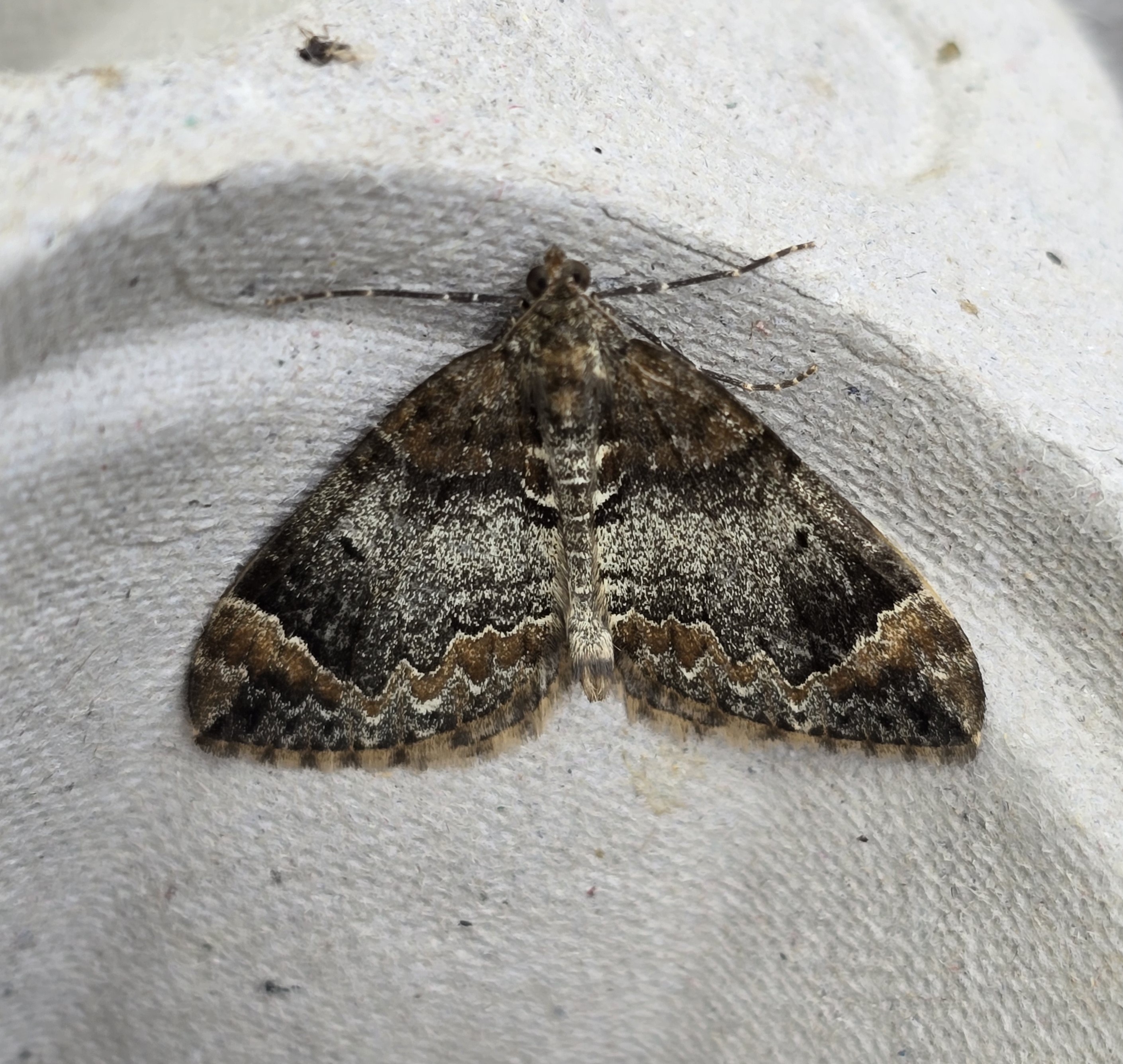 Photo of Common Marbled Carpet (Dysstroma truncata)